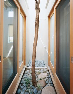 Casa Study House #1 - Photo 3 of 10 - A Robinia tree moved from another part of the site grows in this pocket courtyard and thermal chimney in the heart of the house.