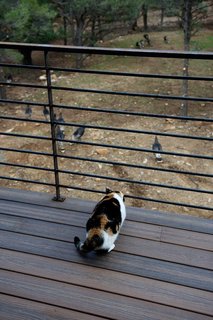 Mountaintop Modern - Photo 7 of 8 - The couple's Calico cat, Popper, watches a flock of hen turkeys from a deck. Photo by Barry B. Doyle.