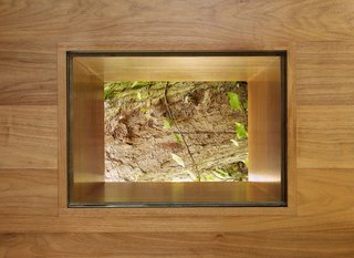 An Atypical Tree House - Photo 3 of 11 - To reconnect back to the fallen tree, the architects carved a portal in the walnut floor, affording a view of the inspiration for the house itself.