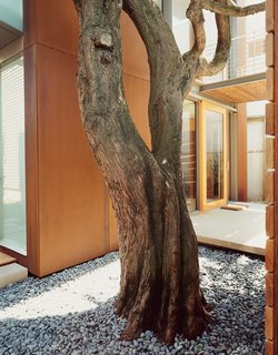 Aidlin Darling took pains during construction to preserve the cypress trees that give the Great Highway House so much of its charm.
