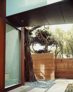 The cypresses beyond the ipe fence afford the family privacy.