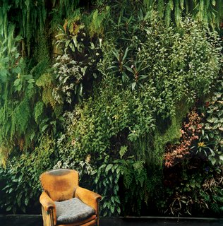 The indoor garden wall Patrick Blanc created for his friends the Dimanches is so lush, it's almost as if someone has plopped an easy chair down in the middle of a forest.