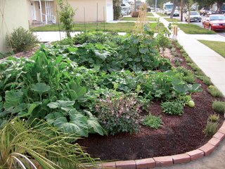 The Fotis made friends with neighbors by giving away some of the surplus the new garden produced. Lucky locals walked away with natural delicacies such as white beauty eggplants, Brandywine tomatoes, lemon cucumbers, kumquats, apricots, pears, purple sage, rosemary, and thyme.