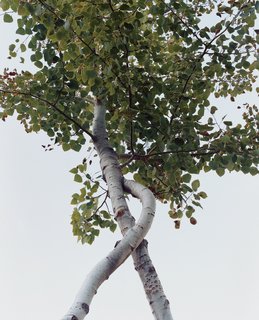 Branching Out - Photo 1 of 6 - In 1947, a kooky Swede by the name of Axel Erlandson opened an arborsculpture amusement park called the "Tree Circus" in the Santa Cruz mountains.