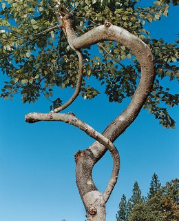Branching Out - Photo 5 of 6 - Two branches of a 20-foot-tall poplar spiral around one another.