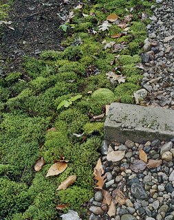Supplant Your Lawn - Photo 1 of 2 - For colder climates that also experience periods of drought, moss is an attractive choice. It thrives in poor, acidic soil, and requires shade, making it perfect for rocky areas with tree cover.