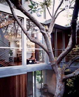 Two Houses Are Better Than One - Photo 12 of 13 - Kalia, just outside the playroom, overlooking the courtyard and the Chinese elm around which the entire interior was built.