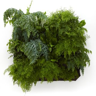 A set of three Wally Threes can quickly create a living wall.