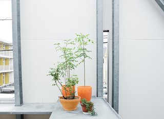 Plants thrive on the sheltered terrace.