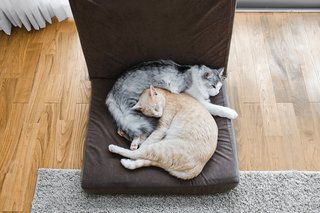 The family’s two cats, Baron and Jula.
