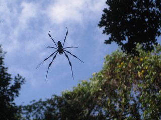 Though the returning of Simpson Park to its pre-Columbian state has fostered the flourishing of quite a bit of wildlife, the most prevalent residents were these massive spiders which hung from capacious overhead webs measuring at least the width of the footpath.