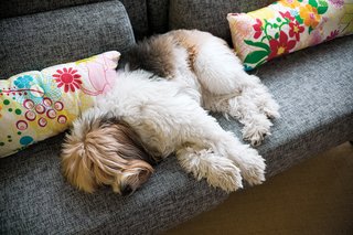 Pork Chop, the dog, has plenty of comfortable places to nap between meals.