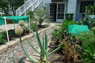Preview: Ed Begley, Jr. - Photo 1 of 5 - Corn, broccoli and artichokes are just some of the crops Begley grows in his backyard.