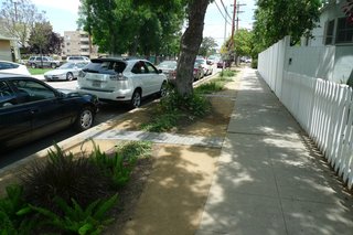 Preview: Ed Begley, Jr. - Photo 5 of 5 - Begley tore out the grass between the sidewalk and the street and planted a drought-tolerant garden.