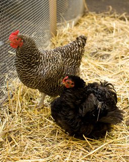 Portland permits each household up to three hens (no roosters), and in February 2009, Snyder had the plans in the works in Google SketchUp. Around the same time, the duo also got their chicks, housing them under lamps in the basement until the coop was completed. "We didn't know what they were going to be like," Snyder says. "But we didn't just get them for the eggs; they're really fun as pets, too."