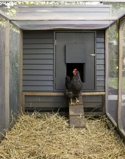 Hens as clients, Snyder learned, are not too different from humans. "They have the same considerations of comfort and protection from the elements," he says. Chicken-raising guides recommend that each bird be given two square feet in the coop and four square feet in the run. Snyder's design is a four-foot cube with a four-foot-by-15-foot run.