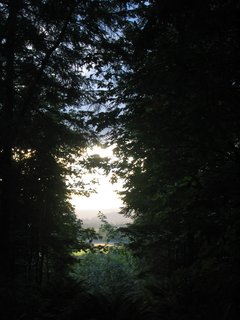 Building the Maxon House: Week 1 - Photo 7 of 10 - Future site view. Overgrown 21+ acre forested site.