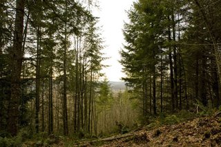 Building the Maxon House: Week 1 - Photo 8 of 10 - Better view shot of site slope and terrain. Photo by Thor Radford.