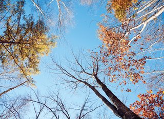 A view of the surrounding tree canopy.