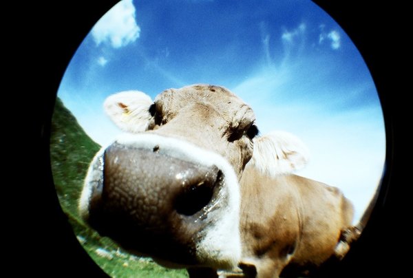 Lomography Loves Japan - Photo 5 of 7 - An example of a fisheye photograph, taken with Lomography's Shiawase camera.