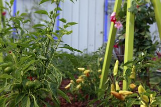 The Akoris Garden Tuteur Sr (whose legs are shown here) is a nearly six-foot-tall trellis inspired by pyramid-shaped greenhouses.
