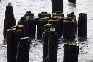 Selected piers feature 217 solar powered LED lights atop them.