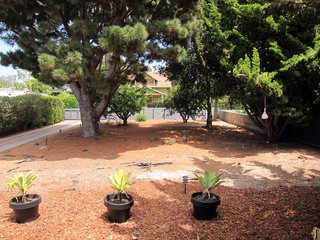 Here's a view looking east through the front yard toward the street. The trees include a large pine on the left and an oak and juniper on the right.