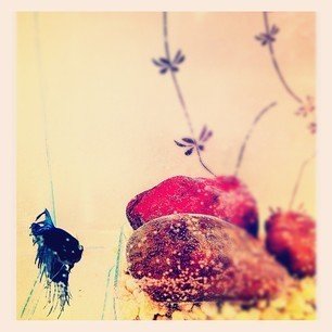 Friday Finds 02.17.12 - Photo 1 of 2 - The office fish, as shot by Leah King.