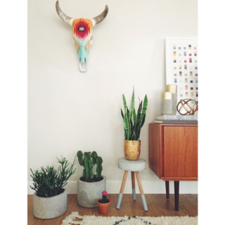 Photo of the Week: Cactus Love Story - Photo 1 of 1 -