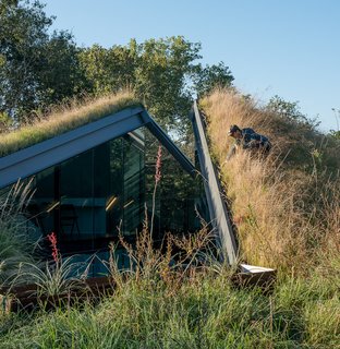 Photographer Q&A: Dave Mead - Photo 3 of 7 - The green roof and yard at the Edgeland House is a mix of around a hundred different native grasses and plants.