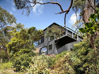 House of the Week: Party in the Hills - Photo 2 of 3 - Large gum trees offer a natural barrier for the house. Harkness designed the house's footprint in order to minimize the effect on tree roots. "The retained trees offer a sense of layering and age that new vegetation won’t be able to for a long time," Harkness says.
