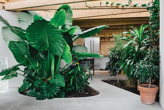 This Home is Complete with an Indoor Jungle - Photo 2 of 5 - Cut-outs in the concrete slab floor allow for an indoor forest of taro, fig, and bamboo; a sub-surface drain connected to a perforated underground pipe slowly filters out excess moisture to the groundwater. The cabinets were custom designed by Nick Damner, while the refrigerator and dishwasher are by Thermador
