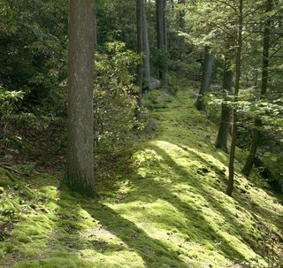 Meticulously transplanted and cultivated moss pathways crisscross the property. Visitors are frequently astonished to learn the paths were not the landscape's natural state.