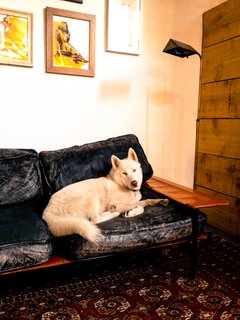 Number Five: A Co-Working Space in Venice Beach - Photo 14 of 14 - Mathew Gerson’s husky is an unofficial member of the Number Five co-working collective in Venice. Photo by Marc Alt