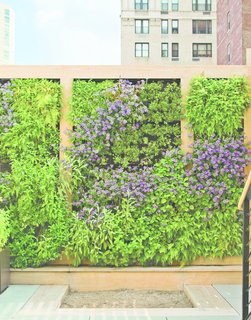 Nelson Byrd Woltz Harnesses the Natural Elements - Photo 3 of 5 - The perennial plants on the green wall were plotted out as a piece of verdant abstract art. Edibles, like strawberry, thyme, and rosemary, are planted within children’s reach.