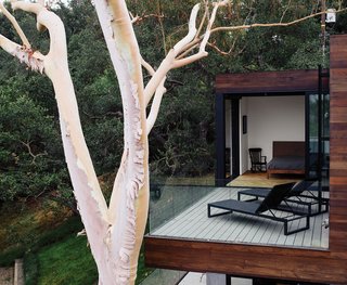 Wouldn't You Like to Have Your Own Private Concerts at Home? - Photo 7 of 10 - The terrace off a bedroom holds a chaise lounge from Design Within Reach. "When we laid out the project, the eucalyptus tree was going to go away," says Walker. "But then we thought, if we move the foundation a little bit, we can probably save the tree."