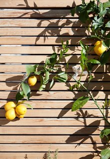 Viarengo used the espalier method—in which a plant’s branches are affixed to asurface to encourage them to grow flat—to save space. The lemon tree stretches across a fence of clear, or knot-free, red cedar.