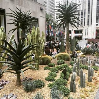Just Desert: A Cactus Garden Grows in Midtown Manhattan - Photo 2 of 4 - Titled Sunscape, the garden features dozens of exotic cacti reaching as high as 16 feet tall as well as a variety of succulents. 