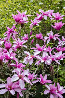 A large collection of heritage magnolias was on the property before the project began, and the designers worked hard to incorporate as many of the trees as possible into the new plan. Lord and Wyllie selected dogwoods to complement them. 