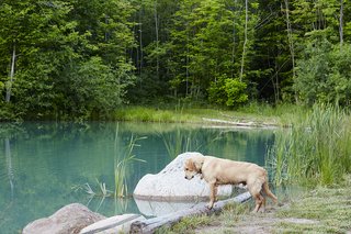 Hot to Trot - Photo 4 of 11 - The 10-acre property offers ample terrain for the family and pets to explore. Otis examines the pond, which was deepened to 20 feet and stocked with trout. 