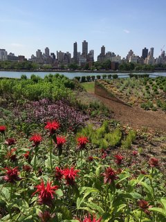 The Evolution of an Urban Wasteland: Socrates Sculpture Park at 30 - Photo 6 of 8 - Currently on view, Meg Webster's "Concave Room for Bees" is a topographic work that's made of 300 cubic yards of soil.