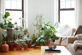 500 Square Feet Is Just Right in Greenpoint - Photo 2 of 6 - Many of the plants in the apartment were purchased at Sprout Home and Crest Hardware in Brooklyn. Cecilia, who is also a ceramic artist, made some of the planters, while others are picks from some of her favorite ceramicists.