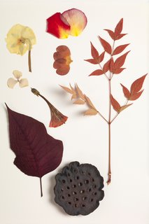 Bringing Back a Forgotten Material - Photo 5 of 7 - Inspired by an herbarium, the experiments behind the Nichetto Colour System have helped them incorporate the nature-inspired findings into the choices they make in terms of production materials. 