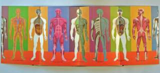 Shown here is an illustration from Charley Harper's 1961 Golden Book of Biology. Artist Kelli Anderson combined these depictions with educational posters from around the world in order to bring together timeless visual references that could be adapted for the screen. This resulted in one of Tinybop's apps titled, The Human Body. 