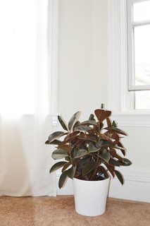 The Master Bedroom - Photo 7 of 8 -
