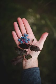 Wildcraft Studio School—which offers a wide array of fascinating Pacific Northwest-specific courses and excursions—also hosted a mini-workshop that highlighted dye plants and mineral pigments that are native to the Pacific Northwest. 