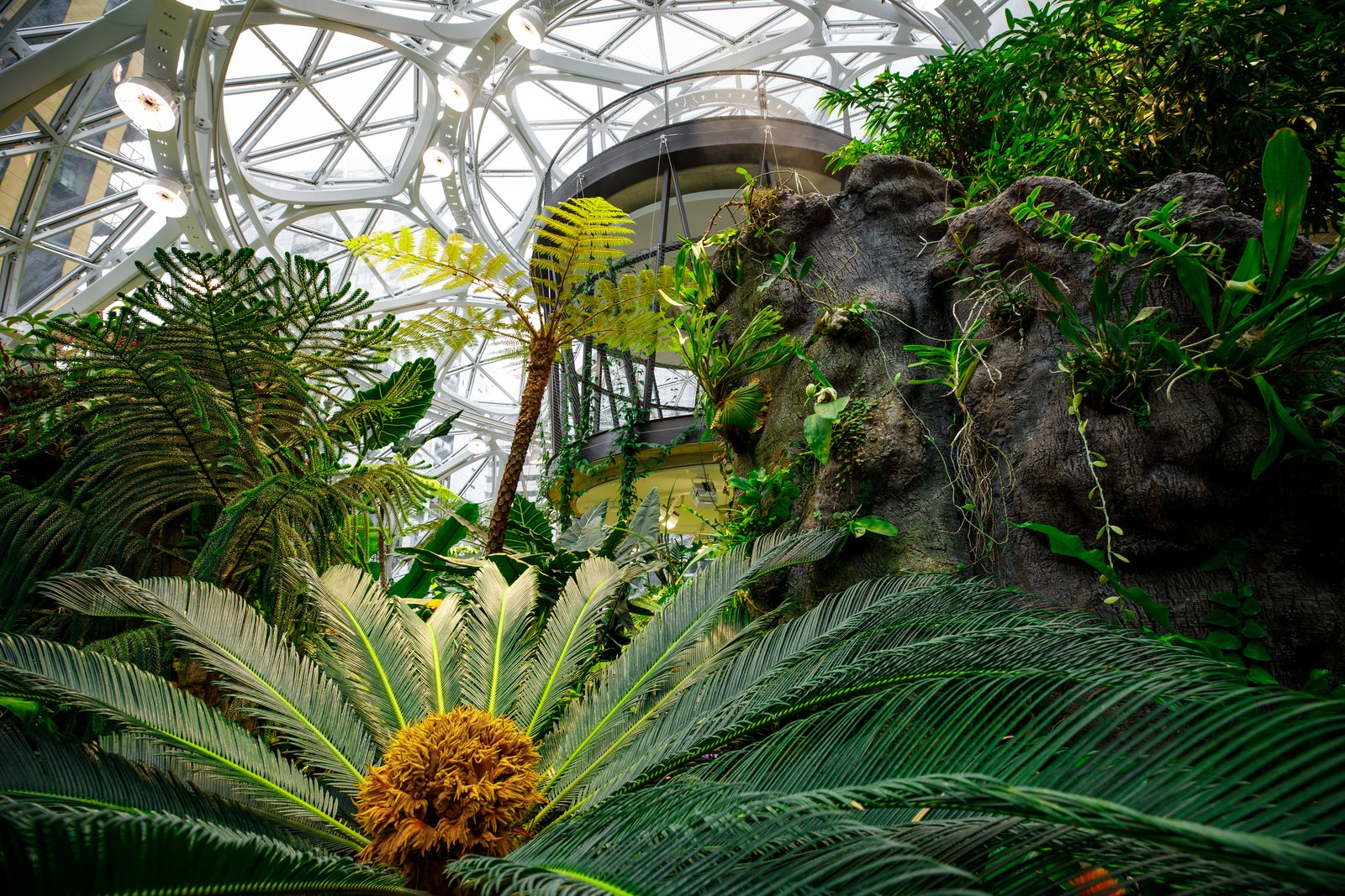 Exposure to nature is proven to put people at ease and help them think more creatively, the spheres are designed to help Amazon employees feel and work their best.