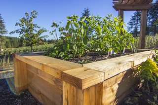 Sustainable Redwood Stars in an Oregon Architectural Showcase - Photo 5 of 6 - Because redwood resists rot, decay, and insects, gardeners can worry less about watering and plant-eating bugs.