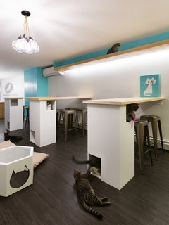 Upper catwalk allows for a quiet place for the cats to getaway.<br><br>The bar counters are supported by a cat maze structure