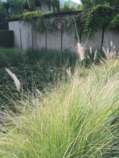 Native plants adorn the poured concrete walls and roofline of the Schindler House.